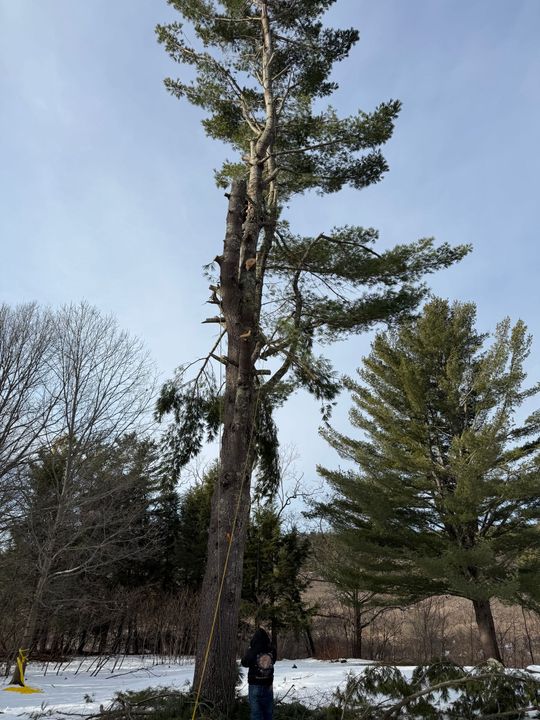 Tall pine tree in a snowy landscape with a person standing at its base.
