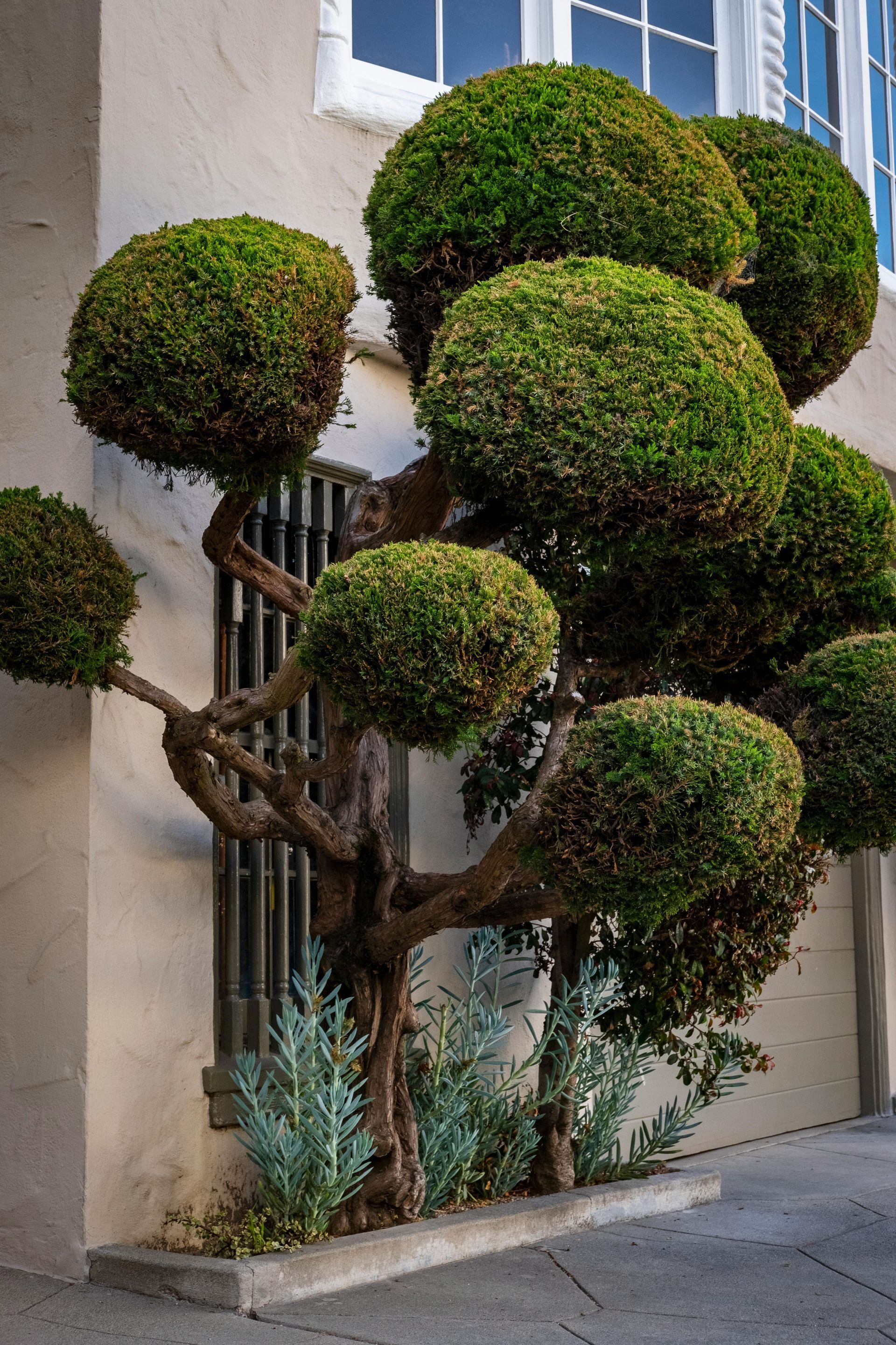 Topiary tree with round green clumps growing against a stucco building beside a sidewalk