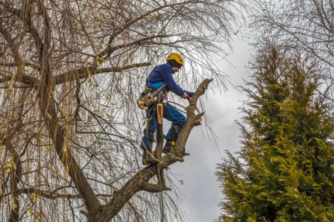 Worker in blue gear and yellow helmet climbing a tree with a safety harness