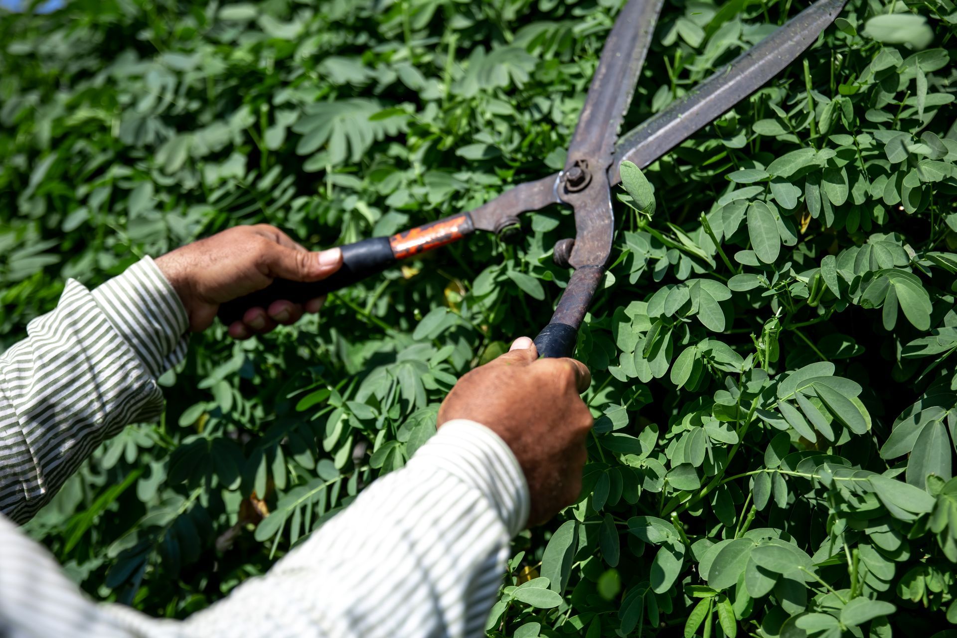 A person is cutting a bush with a pair of scissors.