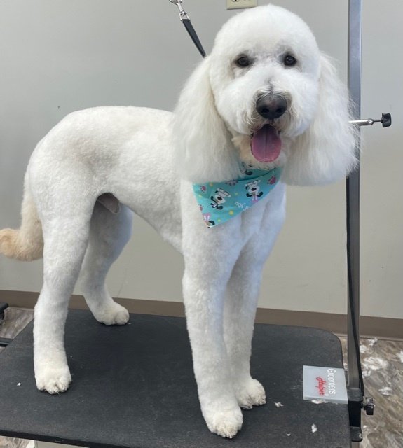 Pet Groomer Mendon MA, The Bark Ark and Meow Too