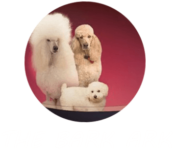 The Bark Ark and Meow Too logo The Bark Ark and Meow Too logo