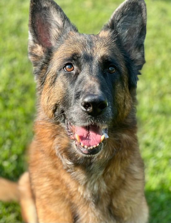 German Shepherd standing on grass, facing forward with mouth slightly open and ears perked up.