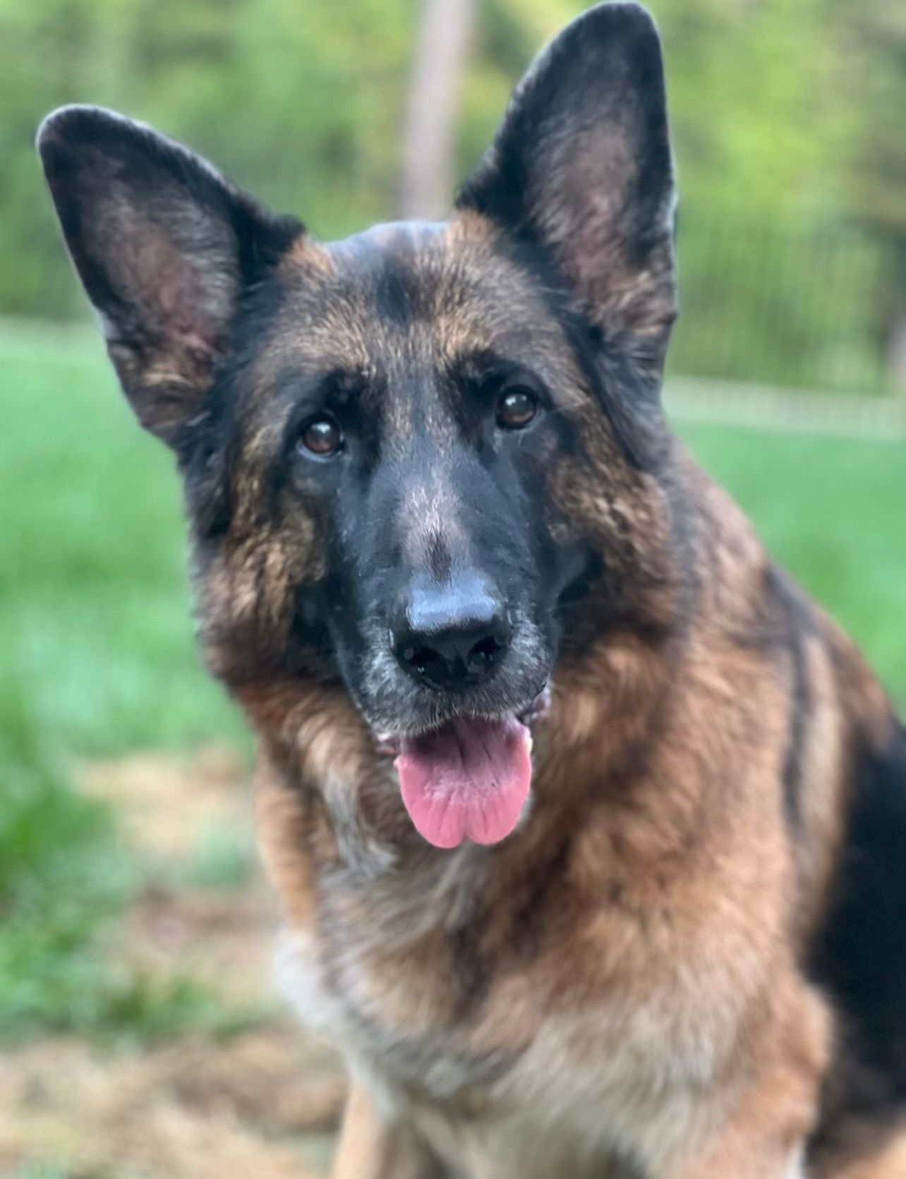 German shepherd with ears up and tongue out, standing outdoors on grass