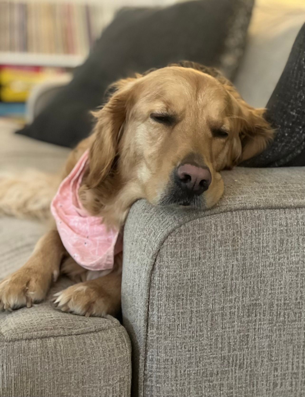 Golden dog with pink bandana sleeping on a gray couch, head resting on the armrest