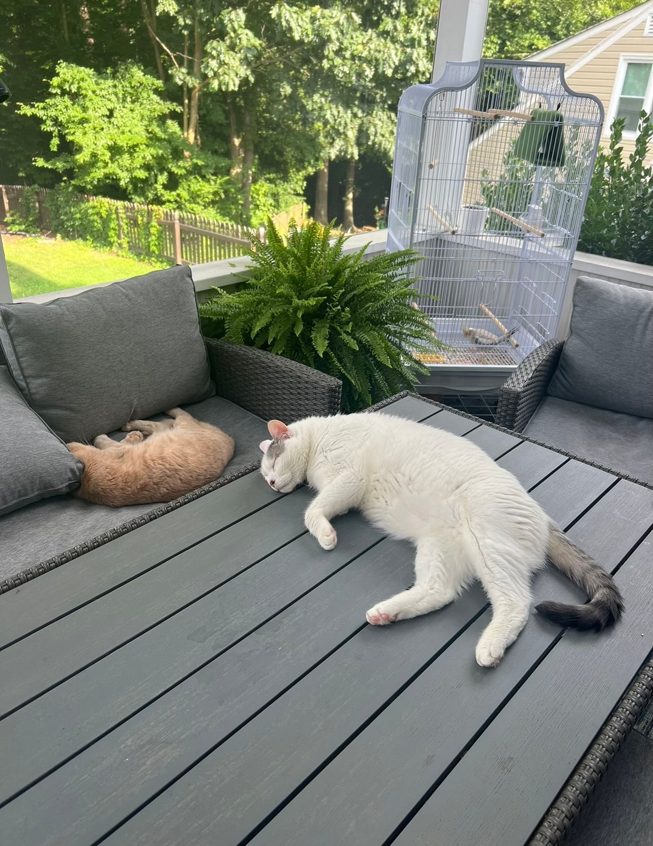 White cat lounging on a gray patio sofa beside a woven chair and potted plant, with an orange cat sleeping nearby