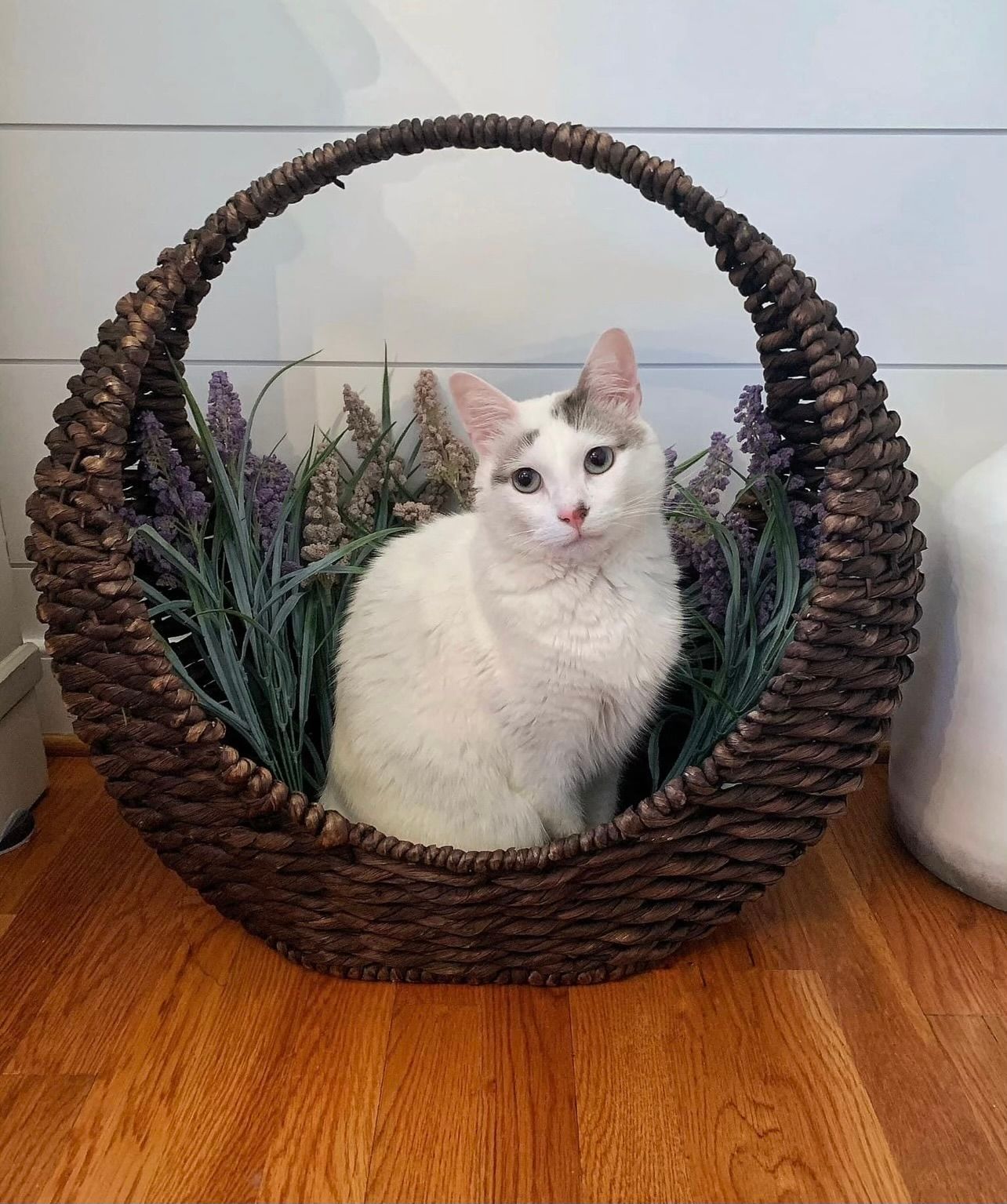 White cat sitting in a wicker basket with faux greenery on a wooden floor