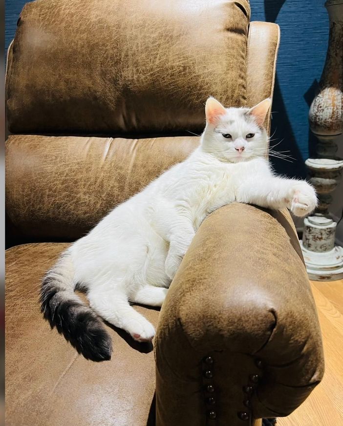 White cat lounging on a brown recliner, stretched out with a relaxed pose and tail draped over the armrest