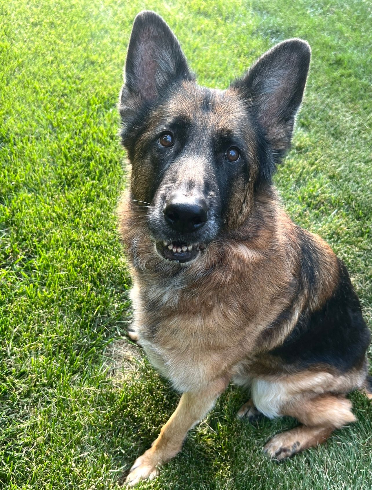 German Shepherd sitting on green grass, looking at the camera.