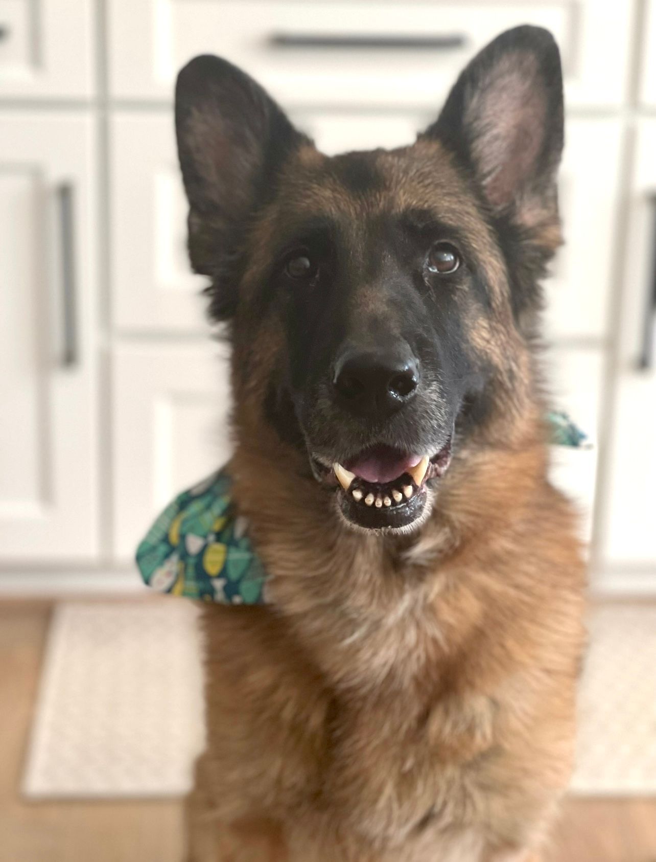 German Shepherd dog sitting indoors, facing camera with mouth open and ears perked.
