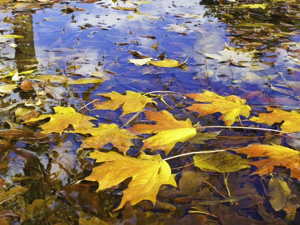 Autumn leaves are floating in a puddle of water