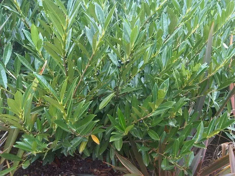 A bush with lots of green leaves and branches
