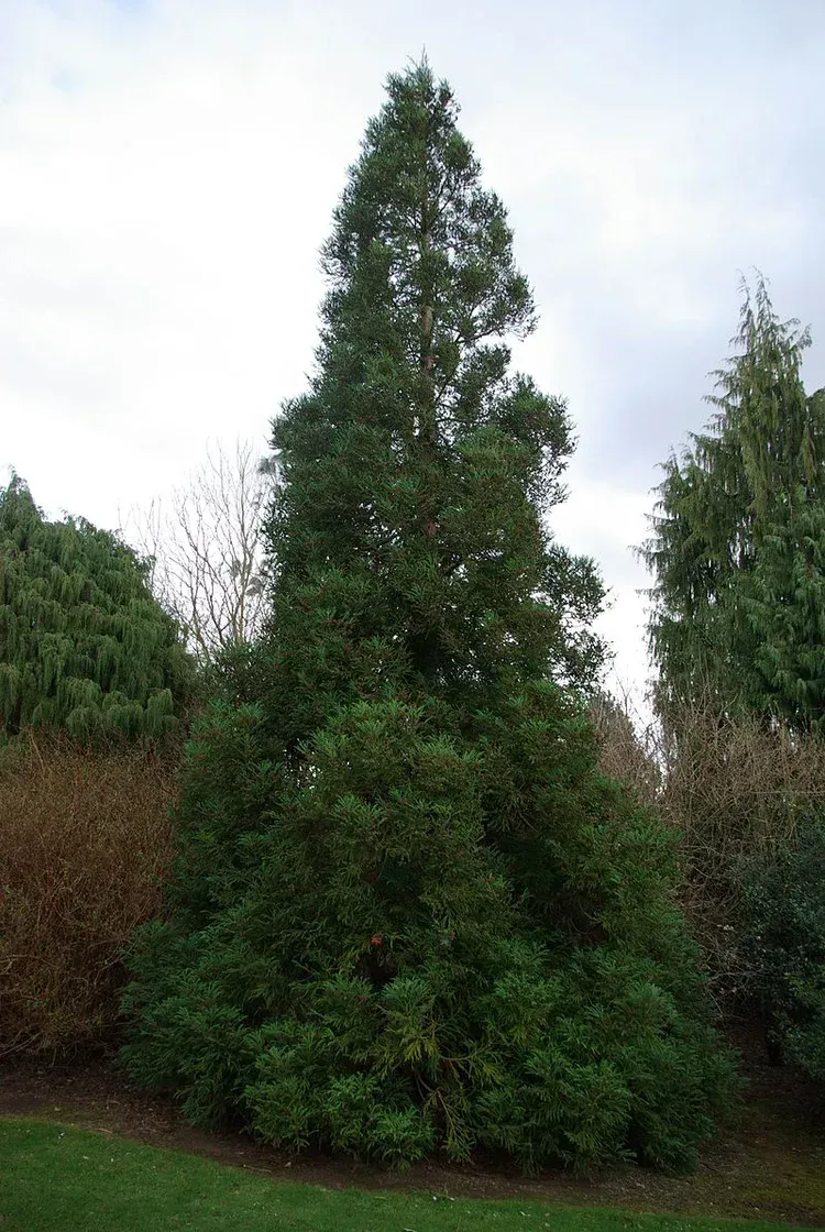 A large tree is surrounded by other trees in a park.