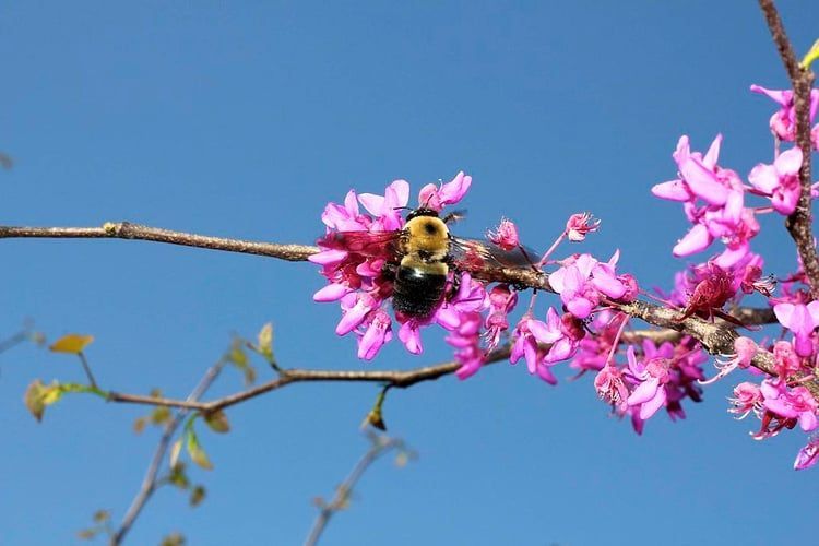 A bee is sitting on a branch with purple flowers