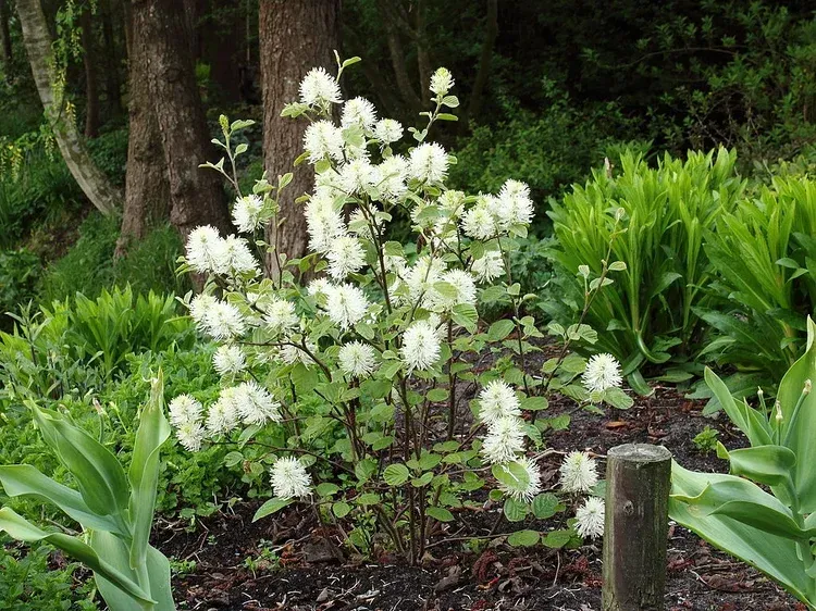 A bush with white flowers in a garden with trees in the background.