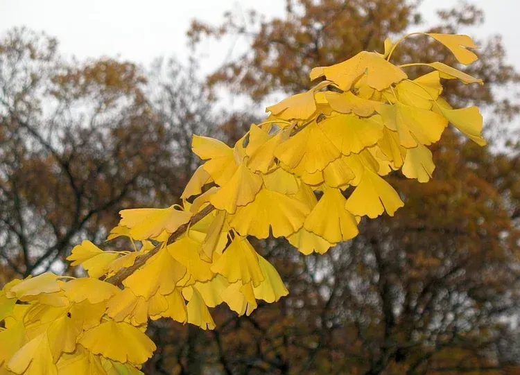 A bunch of yellow leaves on a tree branch