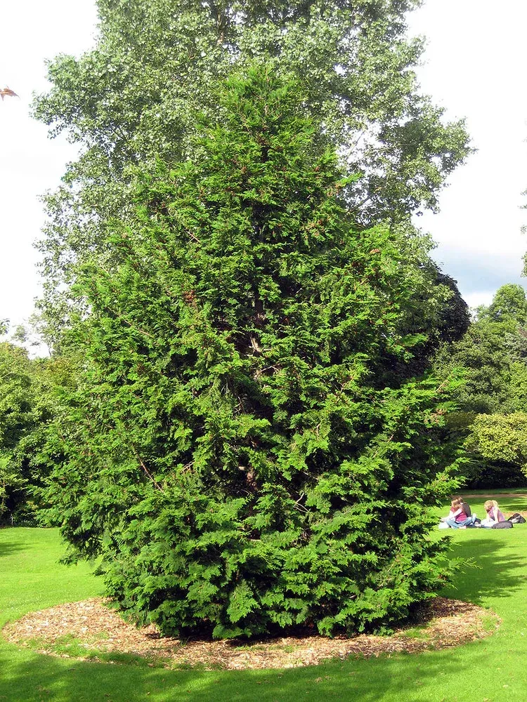 A large green tree is sitting in the middle of a lush green field.
