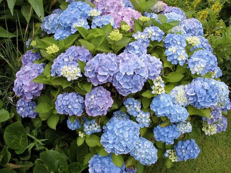 A bush of blue and purple flowers with green leaves