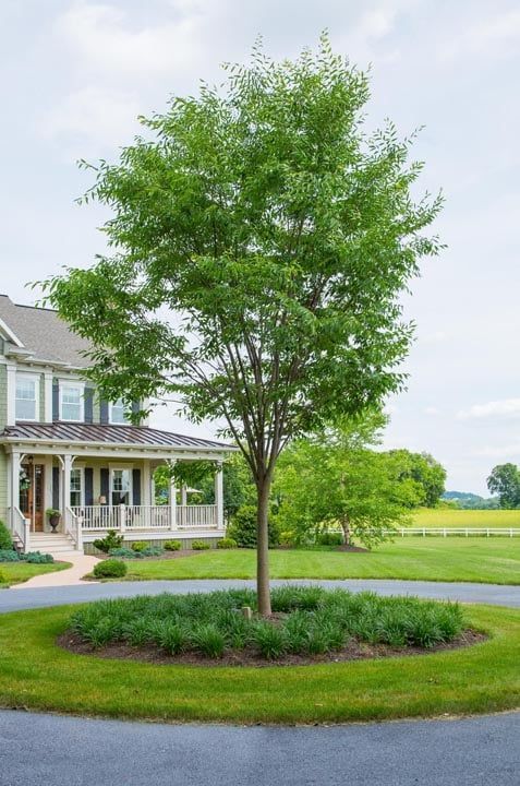A tree in the middle of a driveway in front of a house.