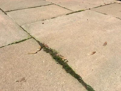A close up of a concrete sidewalk with grass growing out of it.