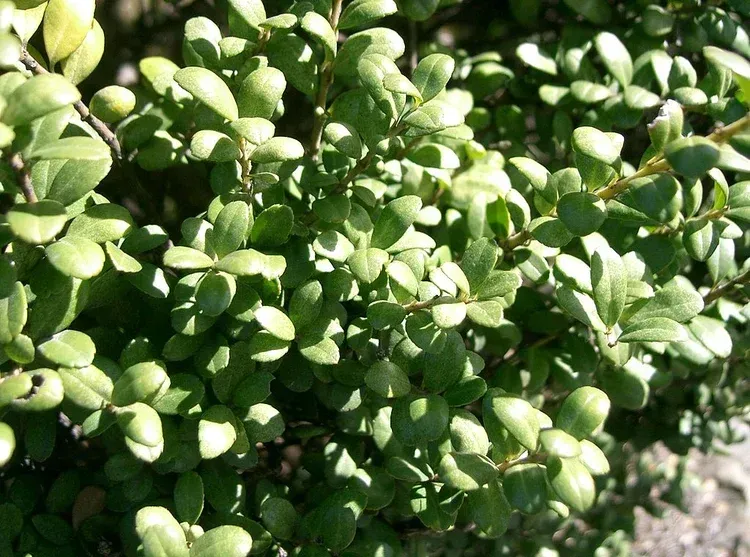 A close up of a bush with lots of green leaves
