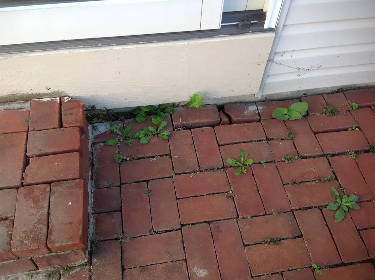 A brick walkway with plants growing out of it