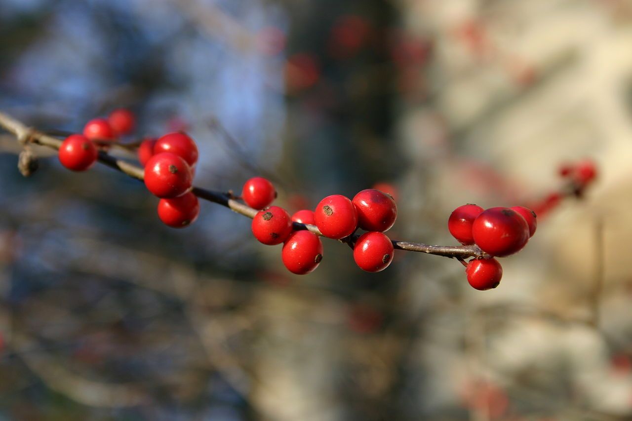 A bunch of red berries hanging from a tree branch.