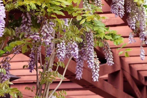 A tree with purple flowers hanging from it