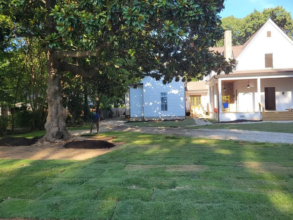 Large tree with a person, newly laid sod, and a house. Sunlit, with some shadows and mulch around the tree.