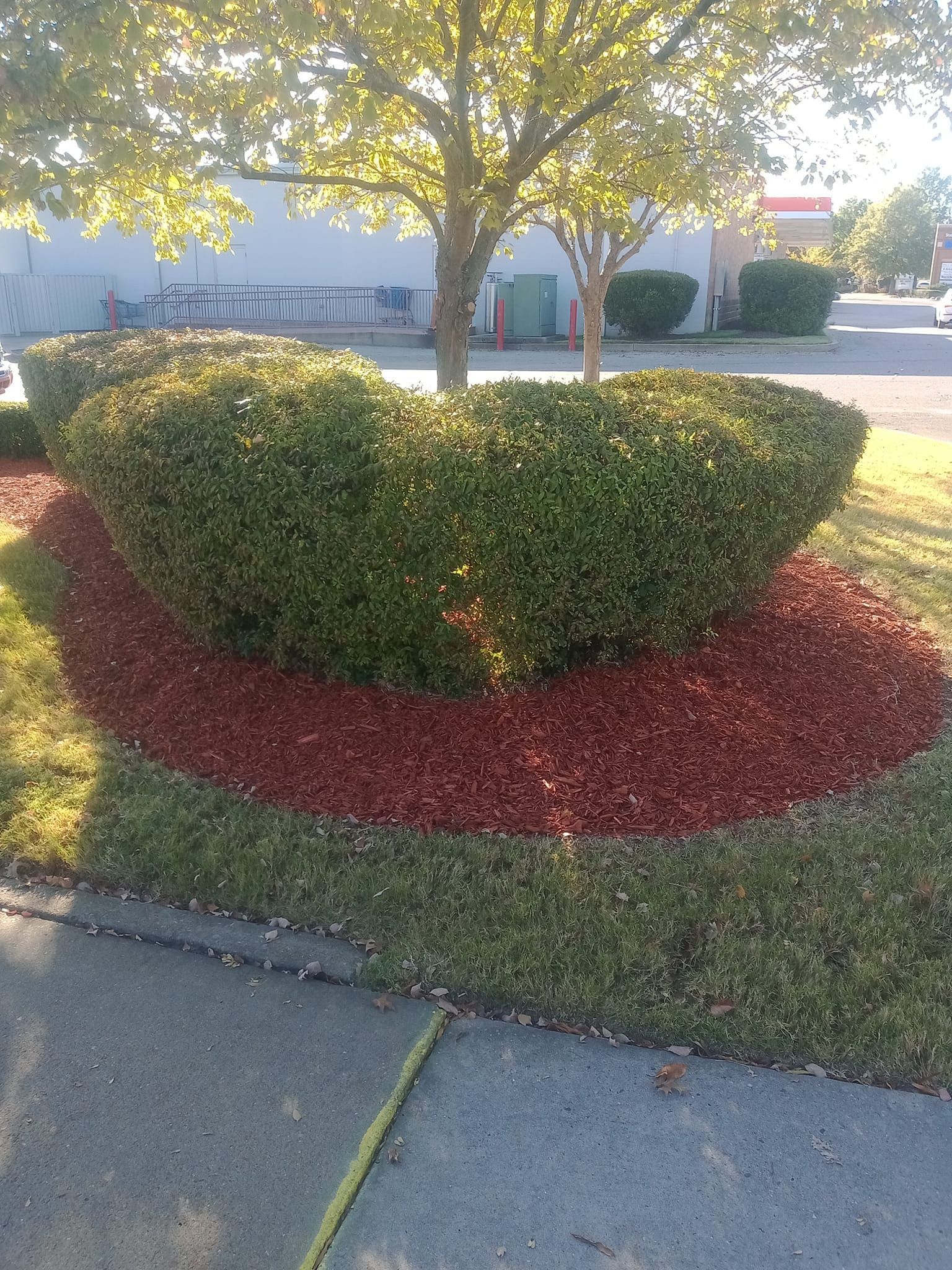 Green, heart-shaped shrubbery with red mulch in a grass-lined planter bed in front of a building.