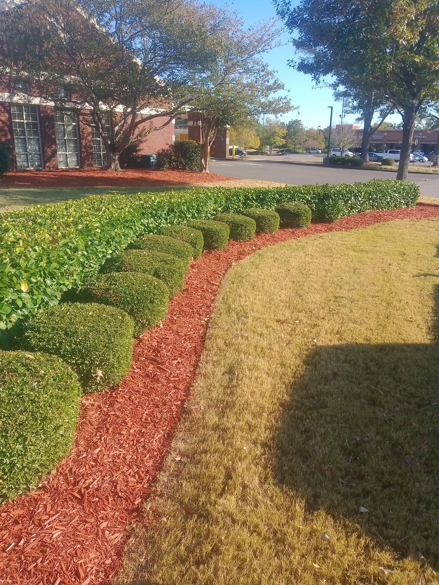 Red mulch borders green shrubs and brown grass on a sunny day. A brick building is in the background.