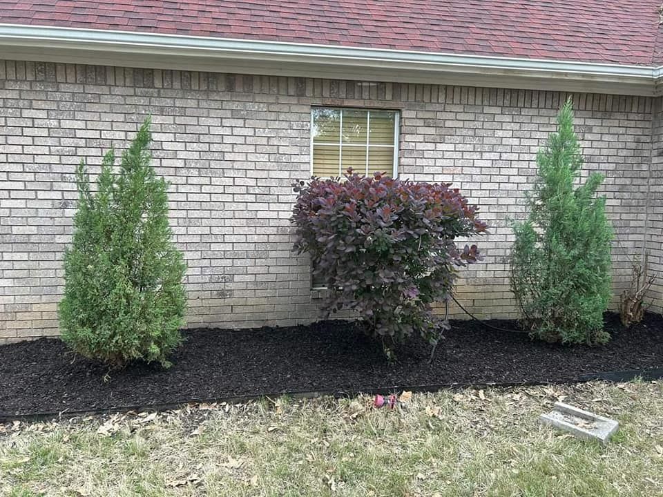 Brick wall with two green trees and a maroon bush in front of a window, dark mulch bed, grass.