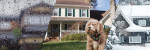 Dog in front of a house during rainy weather, with a blurry city street scene on the left and snow on the right.