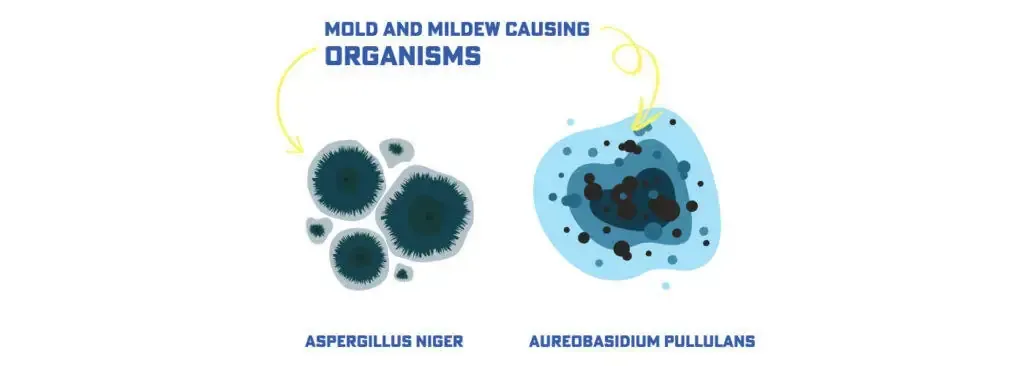Mold and mildew causing organisms: left rod-shaped, right round cells with dark blue centers