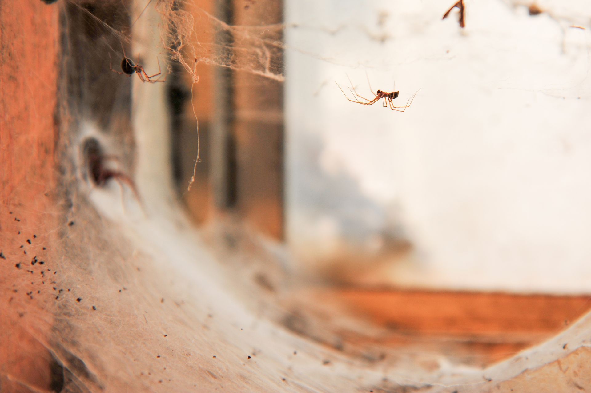 Spiders Hanging Out On A Web