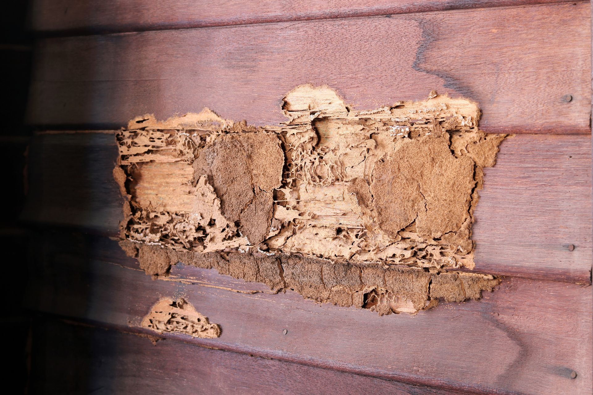 Termites Up Close