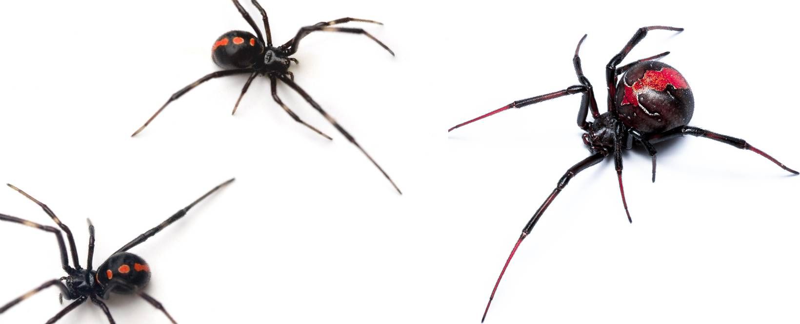 Identifying Black Widow Vs Redback Spiders Which is Deadlier?