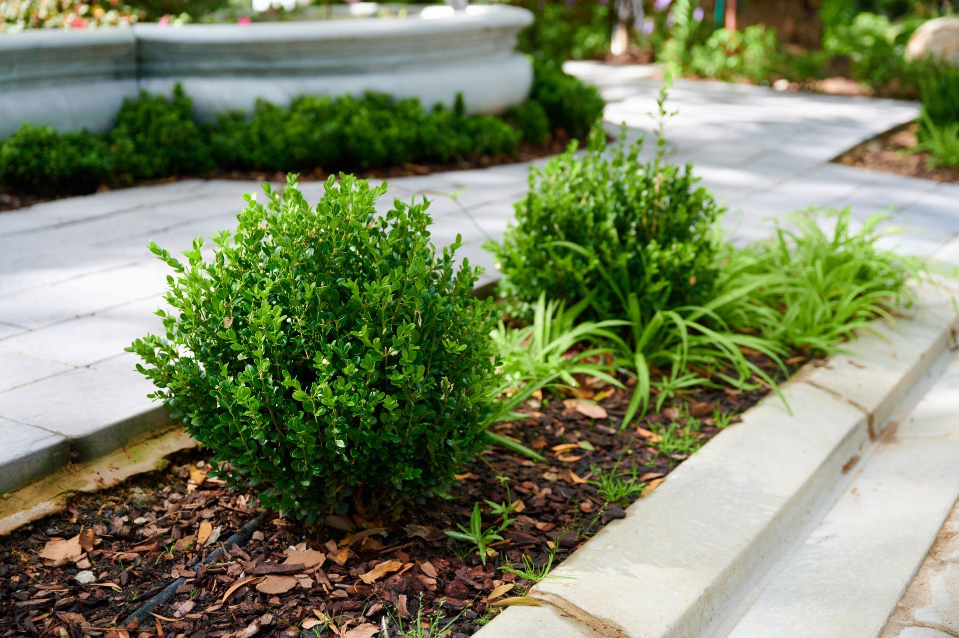 Small green shrubs in a landscaped planter beside a paved walkway