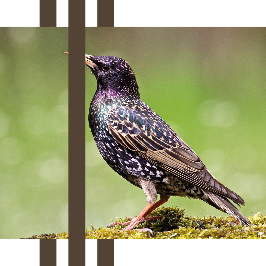 a starling perched on a mossy rock with a green background .