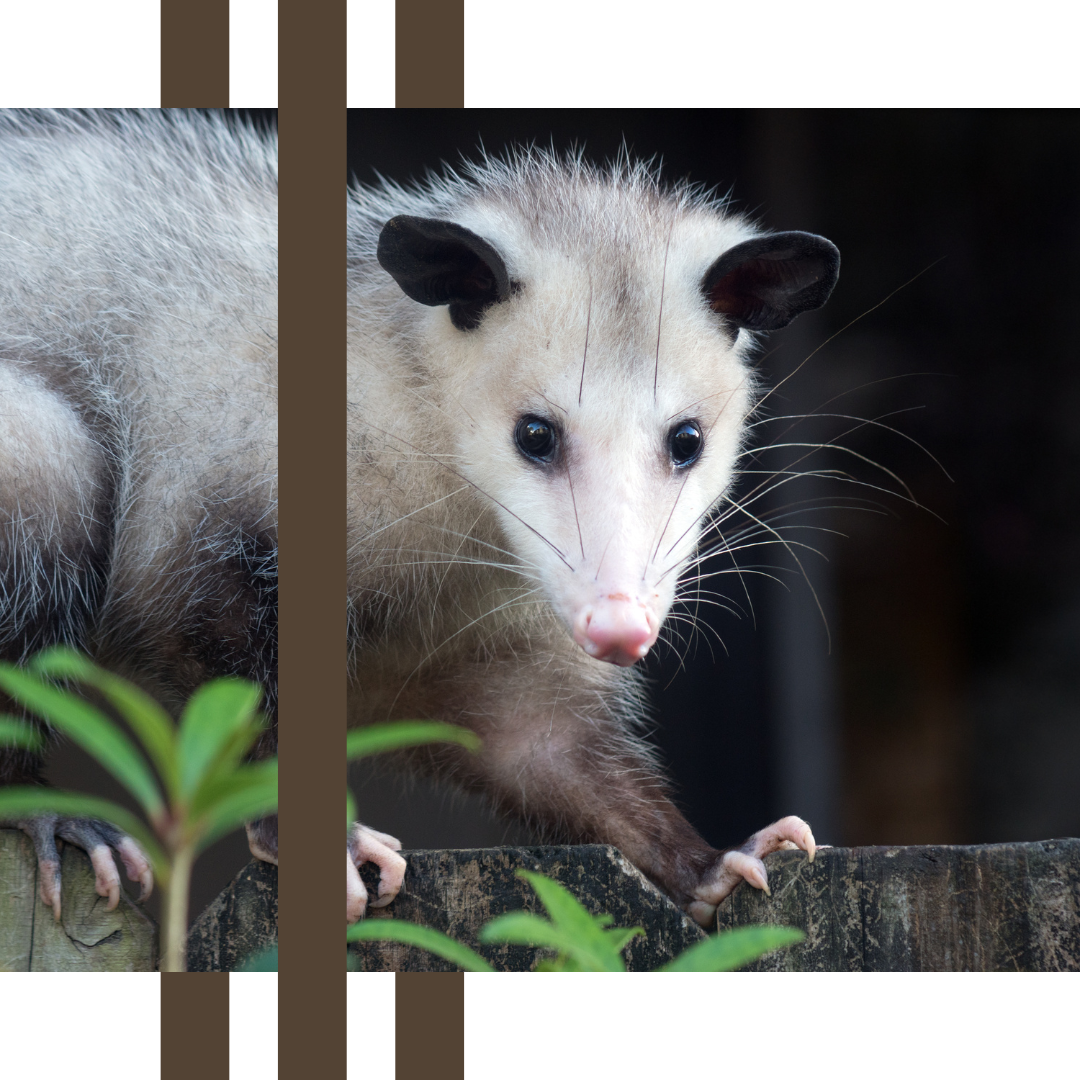 an opossum is sitting on a wooden fence looking at the camera .