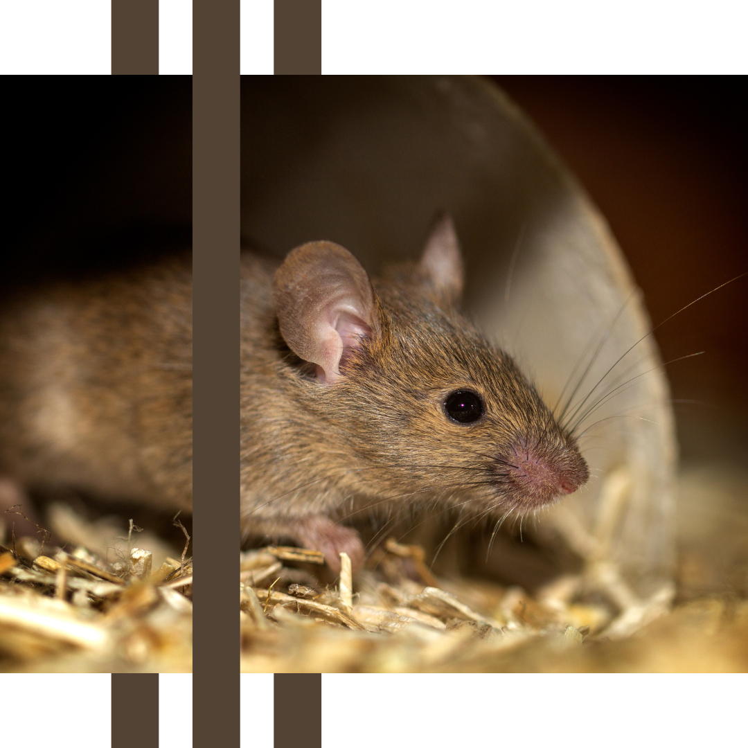 a mouse is sitting in a pile of hay and looking at the camera .