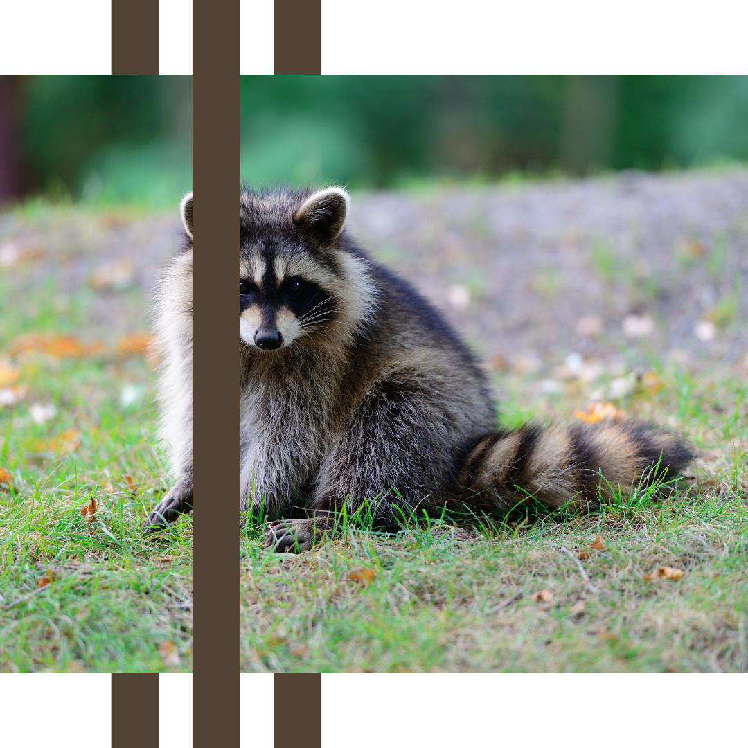 a raccoon is sitting in the grass and looking at the camera .