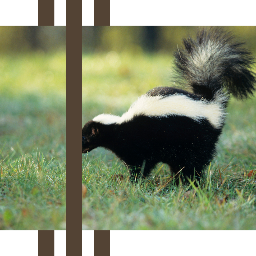 a black and white skunk is standing in the grass .