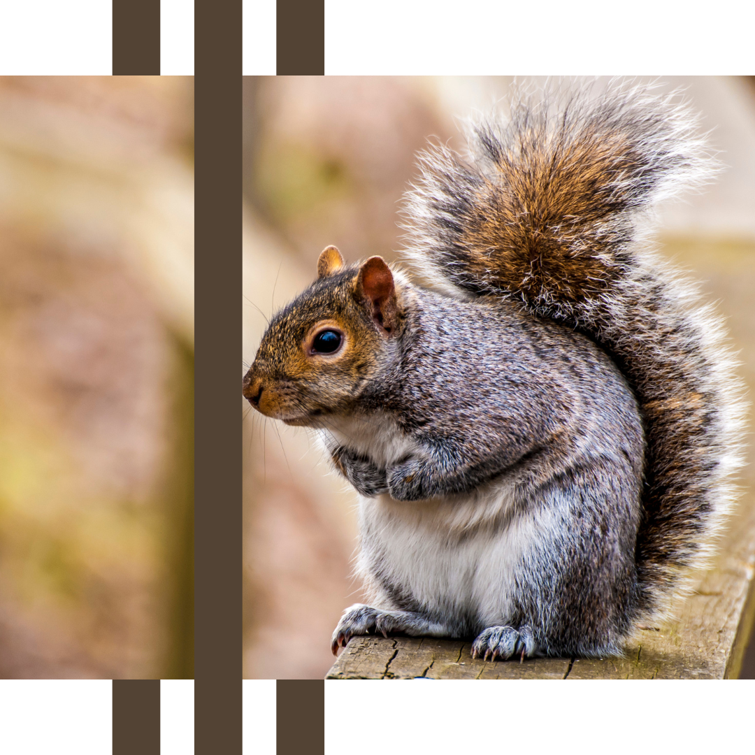 a squirrel is sitting on top of a wooden post .