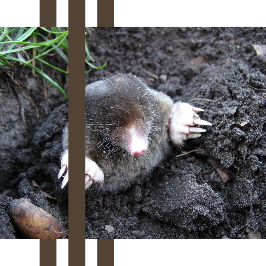 a close up of a mole laying in the dirt