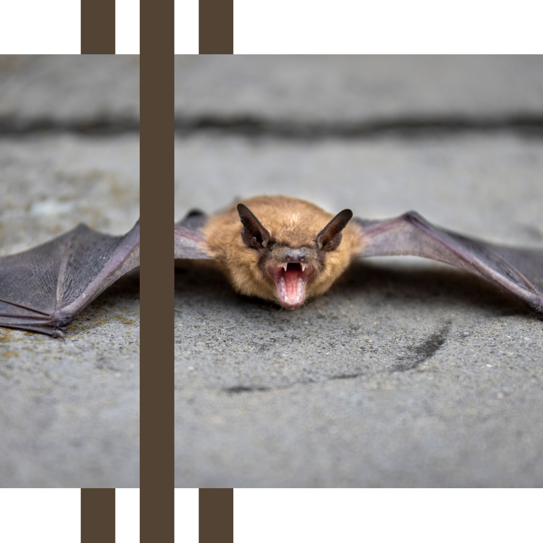 a bat is laying on the ground with its mouth open .