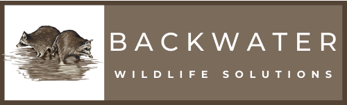 backwater-wildlife
