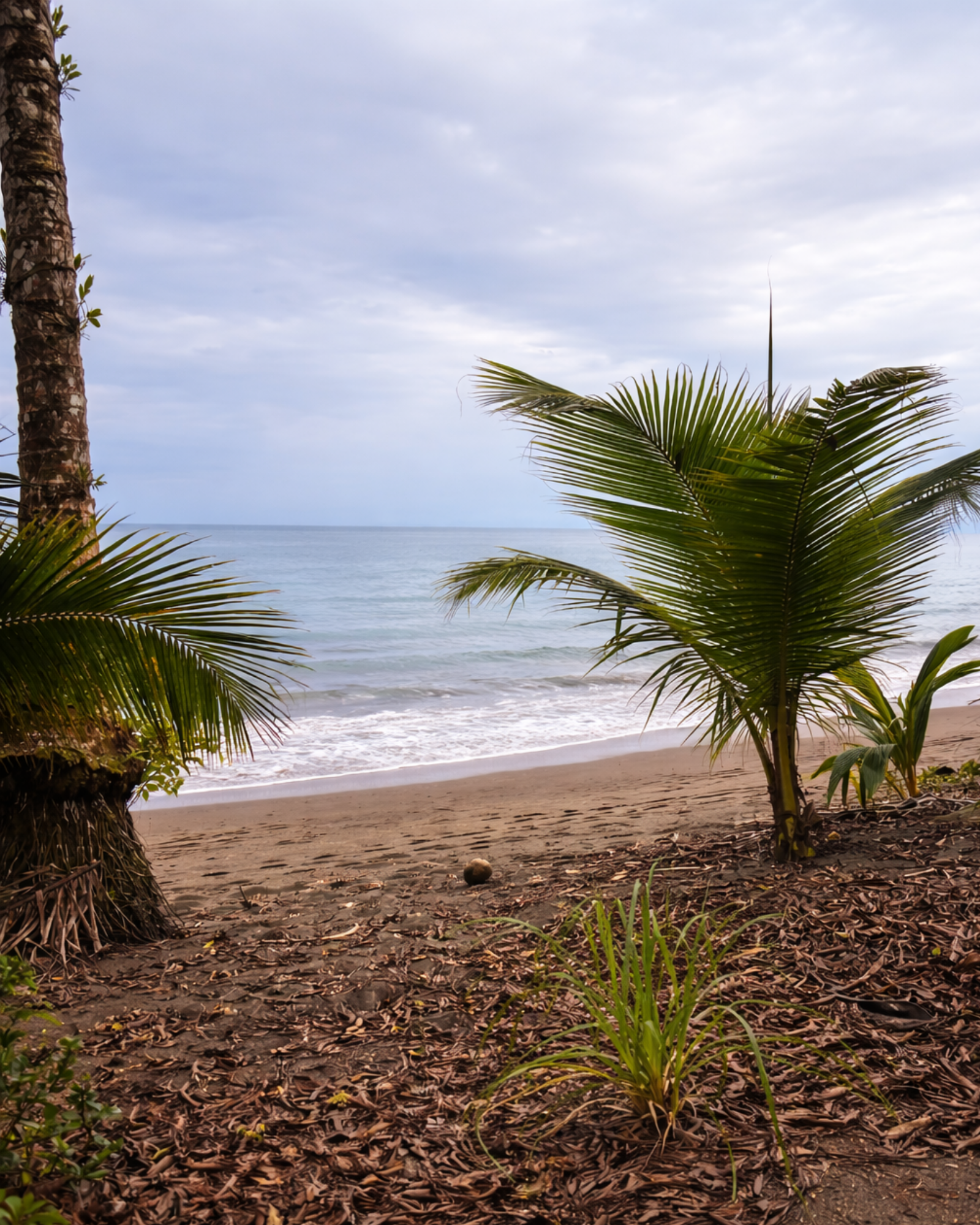 Escena de playa con palmeras, océano azul y césped verde. Luz solar y sombras.