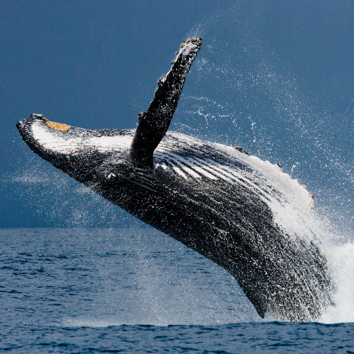 Ballena jorobada saliendo del océano, mostrando su gran cuerpo y aletas. El agua salpica a su alrededor.
