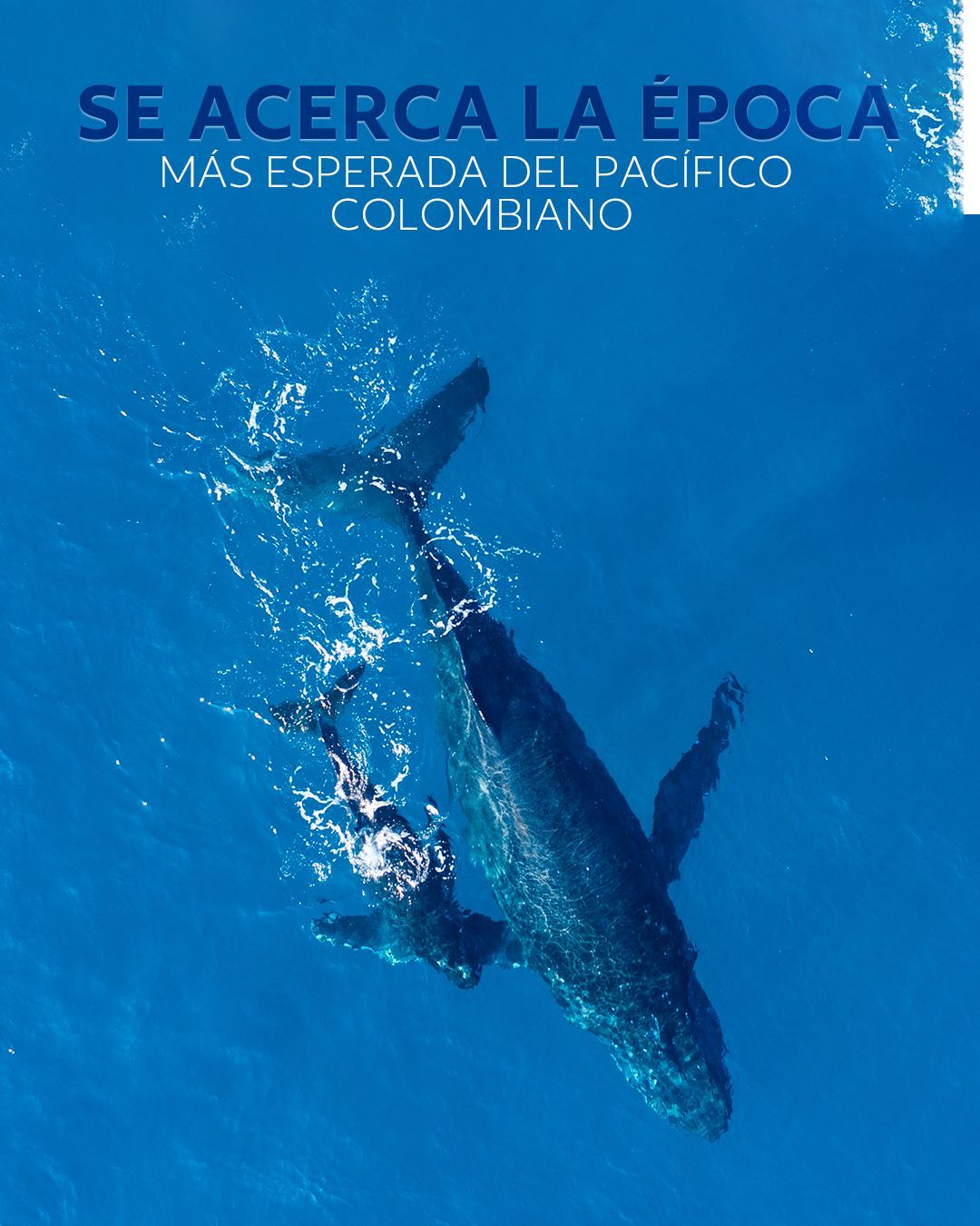Ballena jorobada saliendo del océano, mostrando su gran cuerpo y aletas. El agua salpica a su alrededor.